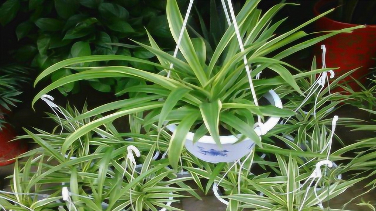 办公室可以摆放哪些风水植物